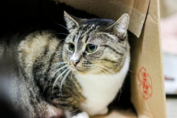 How Does the UK Handle Health Policy Changes?